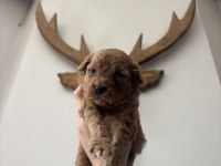 Tüm Türkiyeye Safkan Toy Poodle Yavru