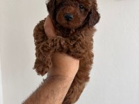 Red brown poodle