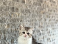 GÜZELLER GÜZELİ BRITISH SHORTHAİR YAVRULAR