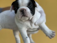 Irk Garantili Fransız Bulldog Yavrularımız