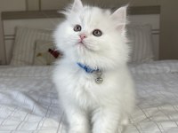 British Longhair Bebeklerimiz