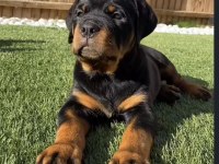 Sağlık ve Irk garantili macar rottweiler yavrular