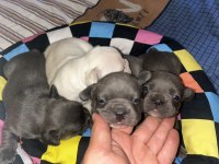 FRENCH BULLDOG FLUFFY