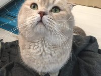 Yavru ve yetişkin scottish fold ve straight kediler