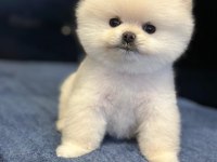 TEDDY SURAT POMERANİAN BOO YAVRULAR