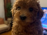 0-3 aylık toy poodle yavrular