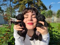 SİYAH (BLACK) POODLE YAVRULARIMIZ