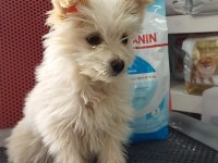 Terrier Özel Erkek