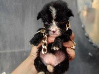 Terrier yavrular