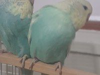 Muhabbet Kuşu Show Jumbo