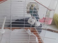 Kafes ile birlikte verilecek muhabbet kuşu