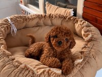 Redbrown Toypoodle Bebekler Irk Ve Sağlık Garantili 