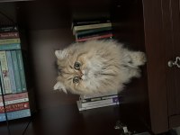 Uysal ve akıllı özel bir british longhair