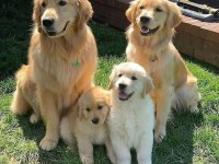 Tatlı Golden Retriever bebekler