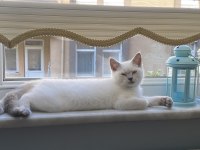 Gümüş British Shorthair