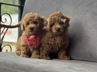 Toy Poodle Yavruları