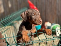 kahverengi doberman bebekleri