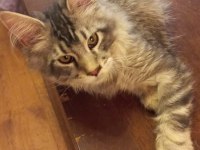 Hangi yavru maine coon sizin olsun?