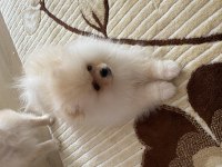 Pomeranian boo