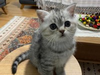 2 Aylık British Shorthair Yavru