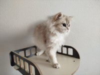 AY11 ERKEK CİNNAMON TAŞIYICI BRİTİSH LONGHAİR