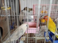 KAFESTE DÜZENLİ YAVRU VEREN SEVDA VE CENNET PAPAĞANLARI