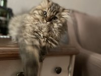 British Longhair