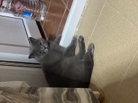 SAHİPLENDİRİLİCEK 4 YAŞINDA KISIR ERKEK KEDİMİZ