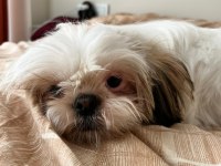 6 Aylık Safkan Dişi Shih-Tzu (Şitsu) Yuvasını Arıyor