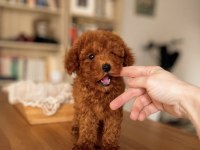 Orjinal Red Brown Toy Poodle Bebeğimiz