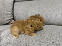 HOLLANDA LOP TAVŞANLARI
