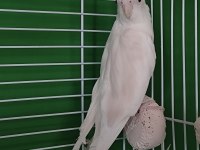 Dişi albino sultan papağanı