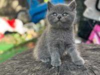 TUVALET EGITIMLI BRITISH SHORTHAIR YAVRULARIMIZ