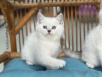 KOCA KAFA KEDİLERİMİZ AA KALITE SAFKANDIR