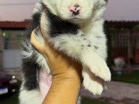 Türkiyenin en güvenilir çiftliğinden border collie