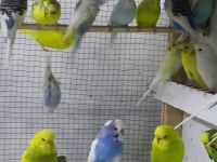 İsteyene hobi olarak yada üretim amaçlı takım kuşlar