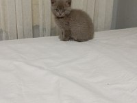 3 aylık kedimiz sahiplendiriyoruz