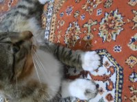 Kısırlaştırılmış ev kedisi