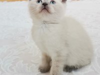 British shorthair yavrularımız teslime hazır hale gelmiştir