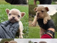 Mavi gözlü french bulldog bebekler