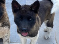 Akita Cinsi Yavrularımız