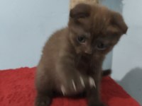 Scottish Fold Çikolata