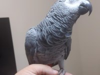 Yerli Üretim Kapalı Bilezik Jako Konuşur Eğitimli