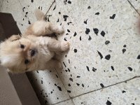 2 AYLIK YAVRU PEKİNEZ KÖPEKLER