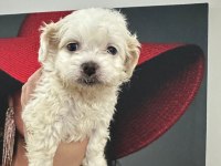 Maltese terrier 60 günlük köpeğimiz
