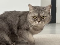 British Shorthair Kısır
