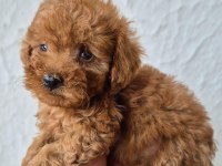 Üst kalite Poodle bebekler