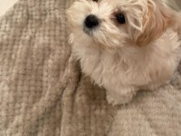 ANATOMİ HARİKASI MALTİPOO BEBEKLER