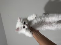 British longhair erkek yavru
