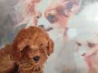 IRK VE SAĞLIK GARANTİ POODLE BEBEKLERİMİZ